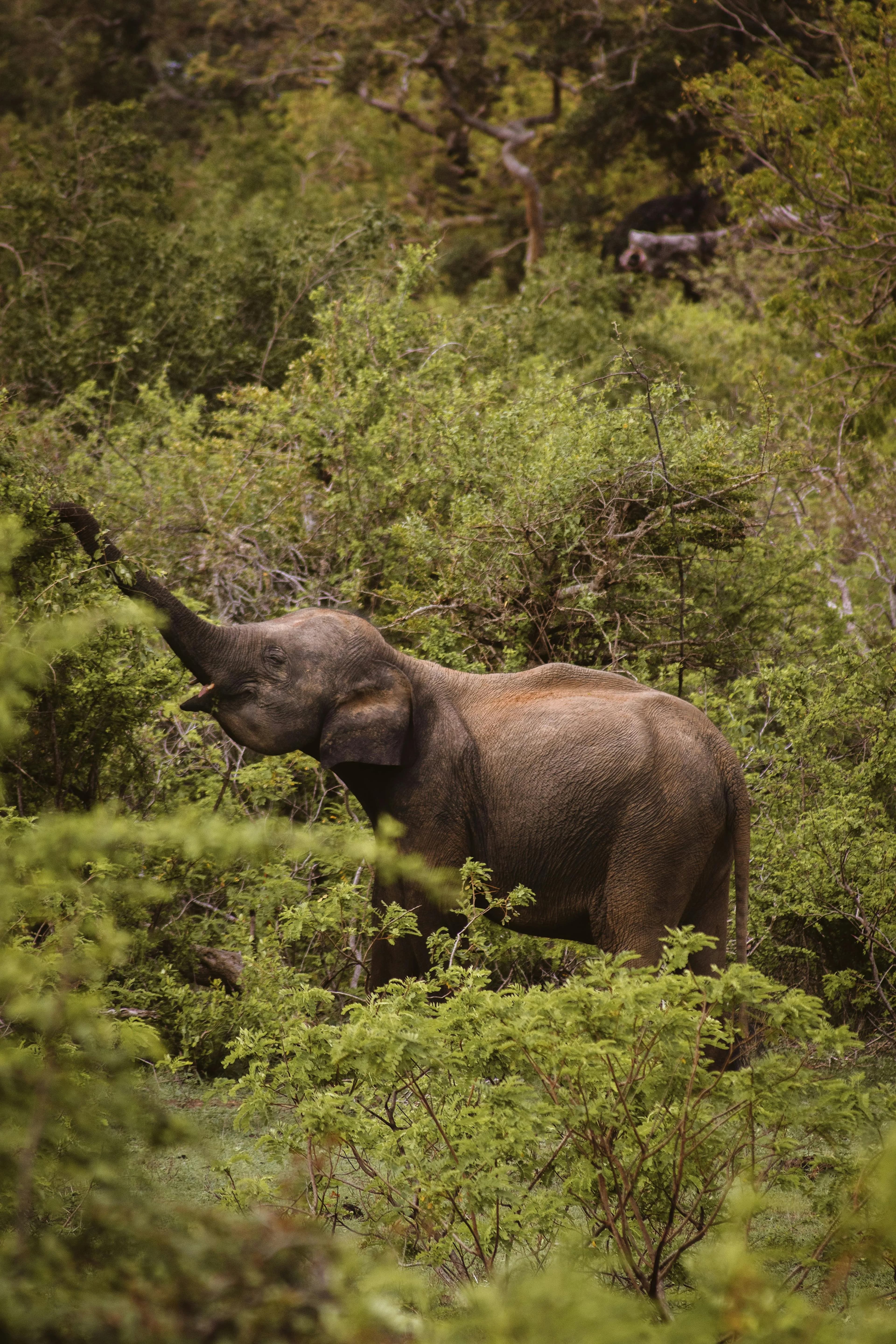 Wildlife Tours