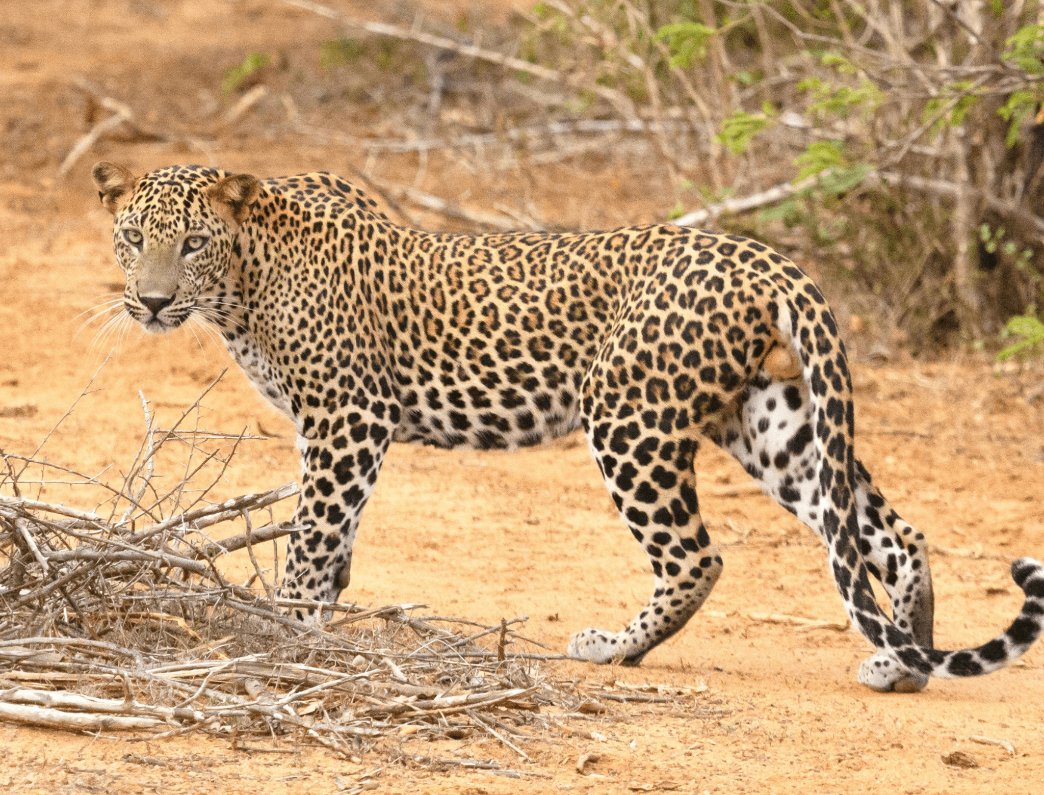 Sri Lanka National Parks Safari Tour
